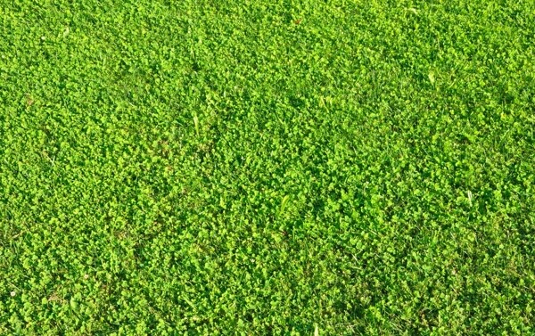 草坪圖片