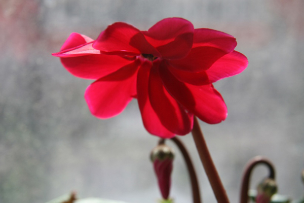 位圖植物花朵寫(xiě)實(shí)花卉野花免費(fèi)素材
