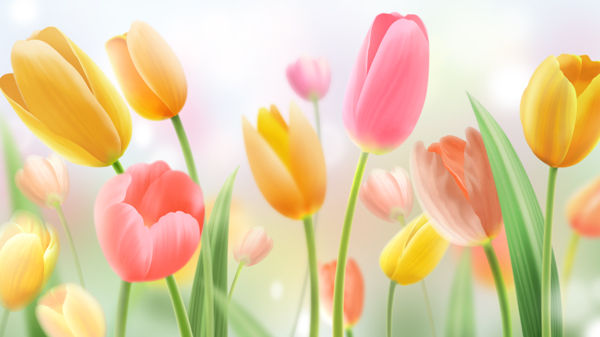 郁金香花朵圖片