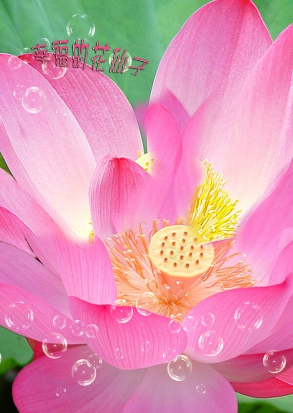 幸福的花仙子