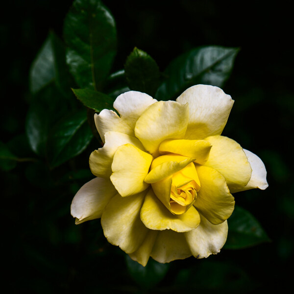 位圖植物圖案寫實(shí)花卉花朵玫瑰免費(fèi)素材