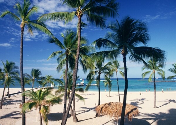 海滩椰树旅游景观图片