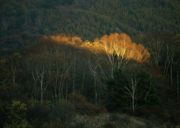 冬天森林摄影图片