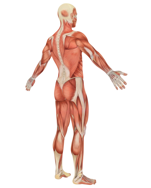 男性人体肌肉组织图片