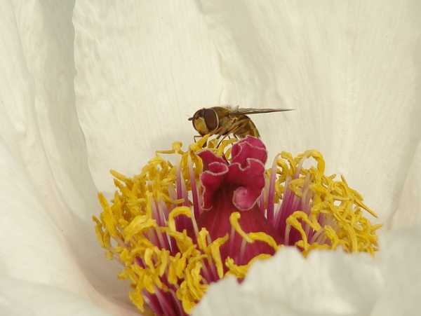 蜜蜂勤勞圖片