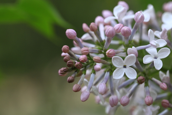 丁香花