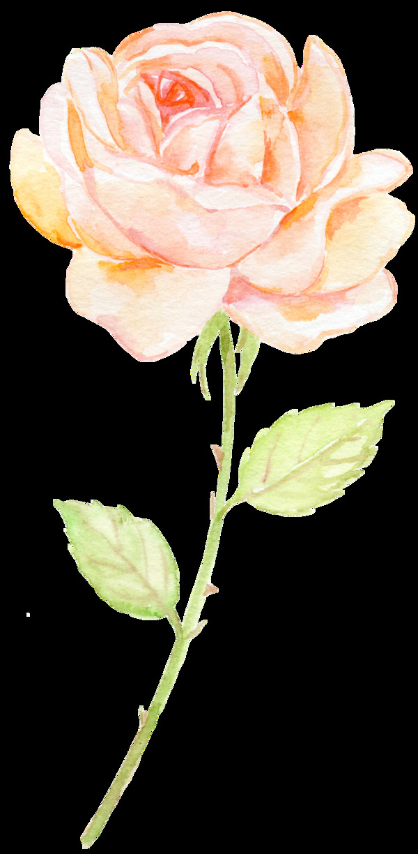 手绘一朵玫瑰png透明素材