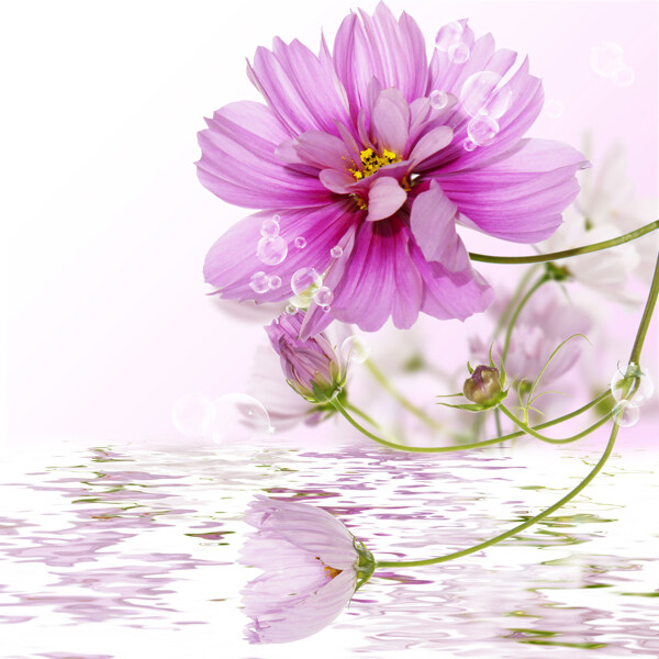 鮮花與河水圖片