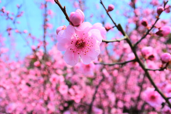 桃花