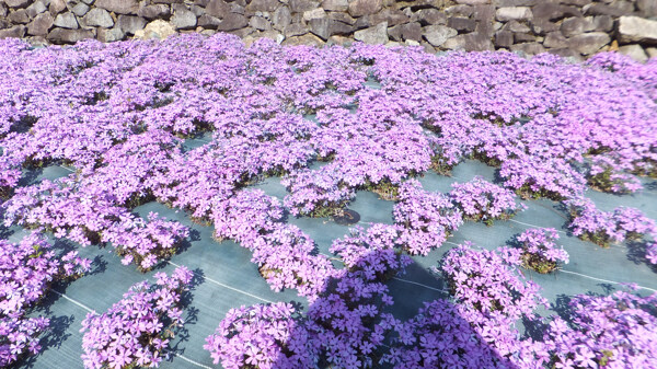 位圖植物花朵寫實(shí)花卉野花免費(fèi)素材