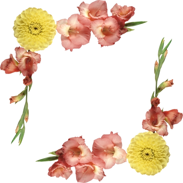 菊花边框图片