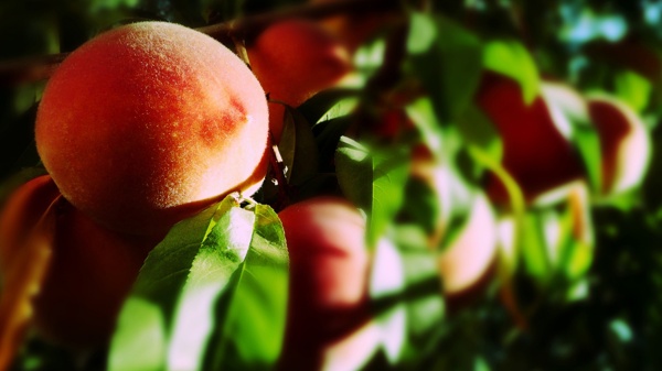 桃树上的桃子图片