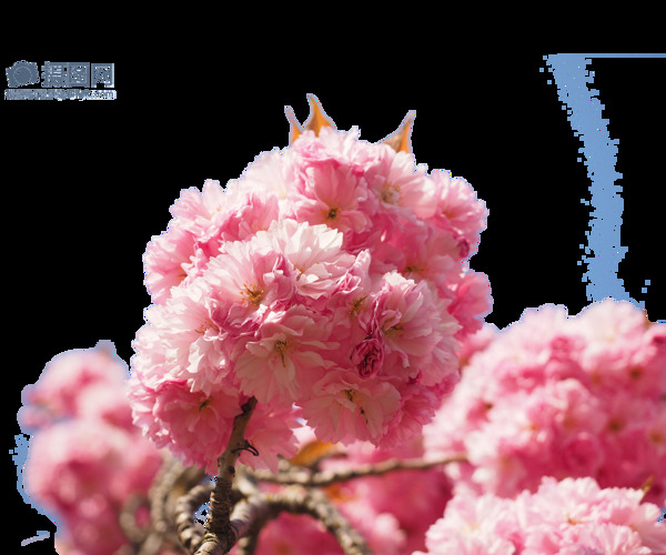 唯美日本樱花摄影图素材
