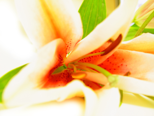 美丽葵百合花卉图片