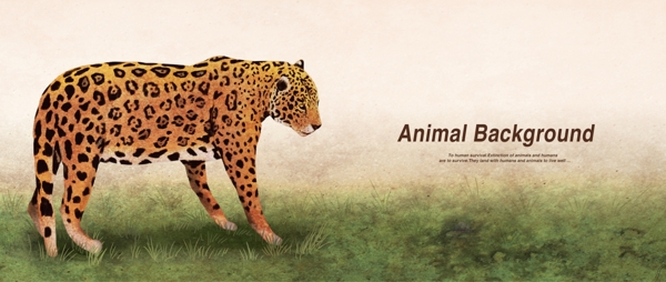 猎豹宣传设计海报
