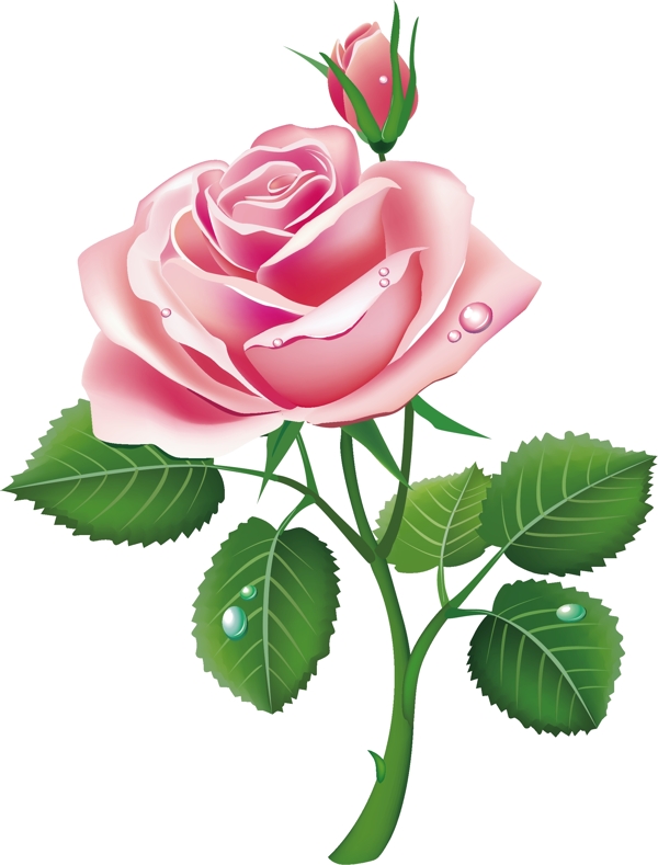 矢量玫瑰花