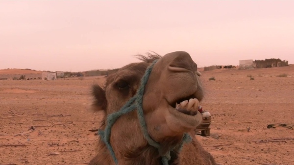 沙漠骆驼特写视频