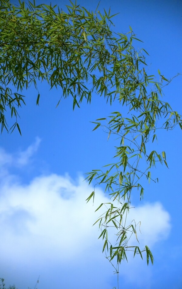 蓝天白云下的竹子图片