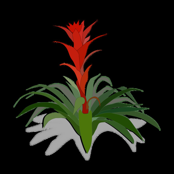 bromelia01a