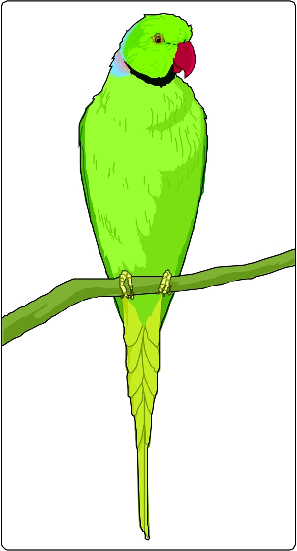 矢量逼真鳥類動物56