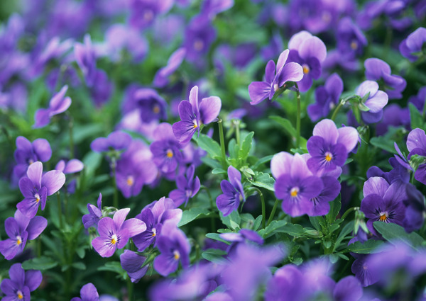 紫色鮮花圖片