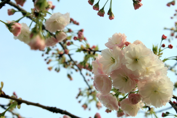 櫻花圖片