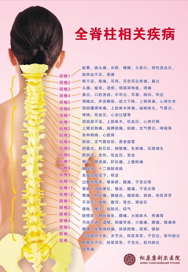 脊椎图