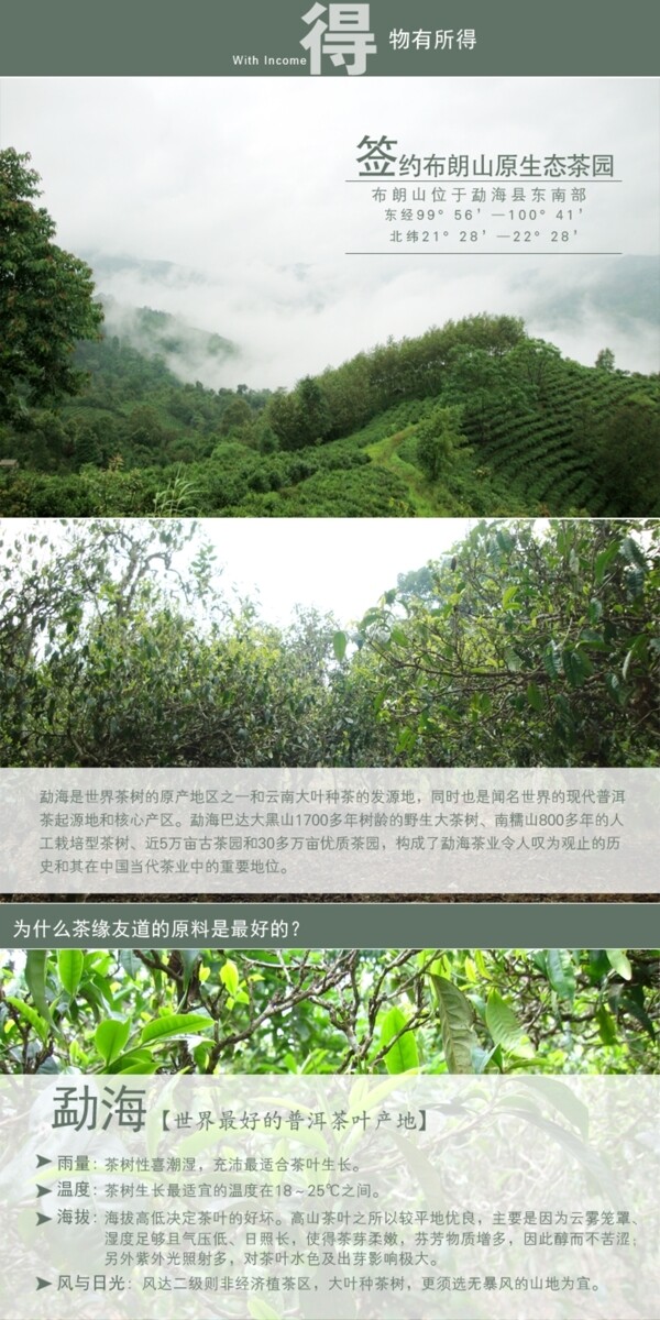 普洱茶詳情頁尾部模板