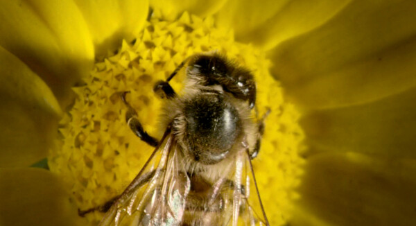 蜜蜂采花粉