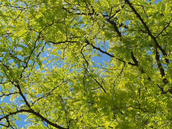 绿叶树叶树木图片