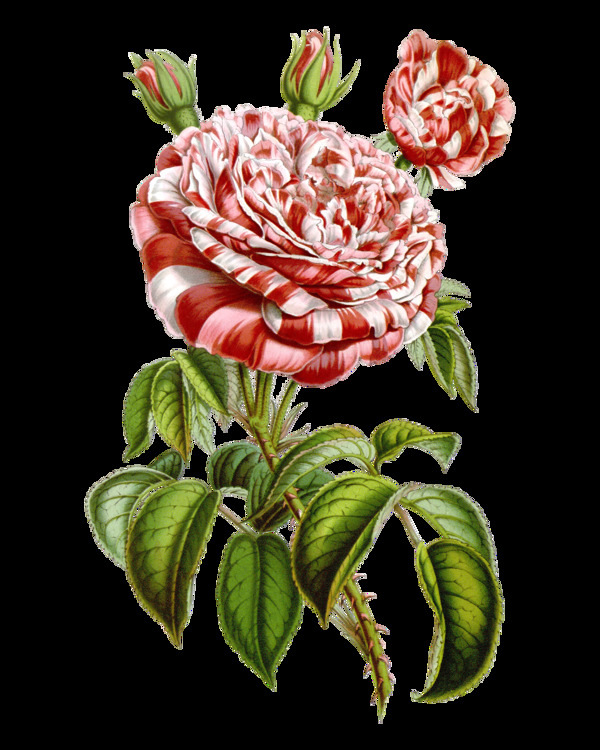 粉色高清华丽复古彩绘花朵49