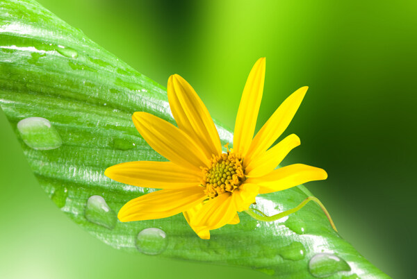菊花水珠圖片