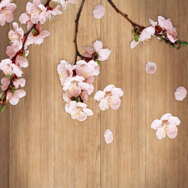 唯美花圖片