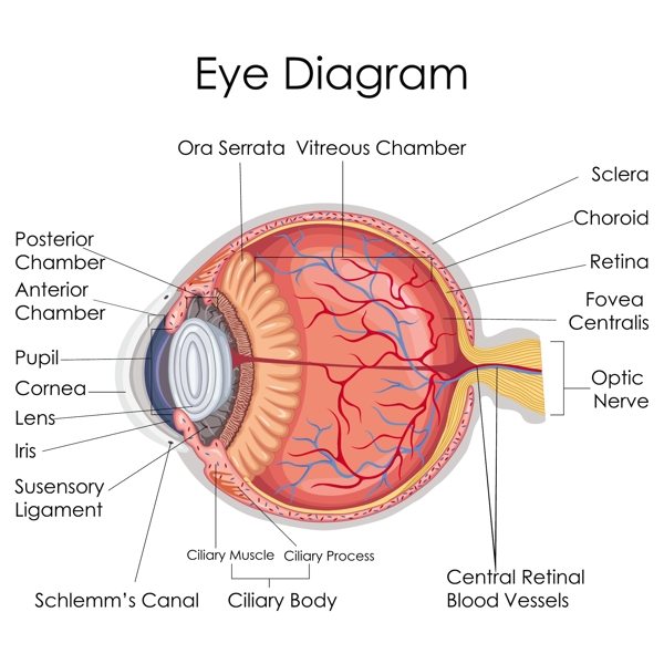 眼球结构