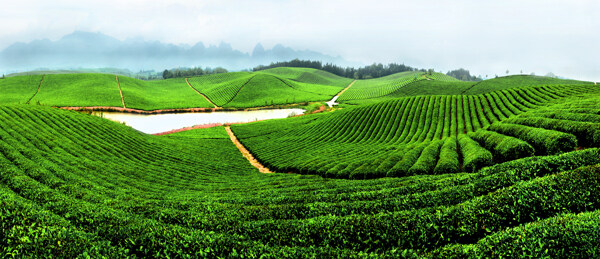 茶園全景圖圖片