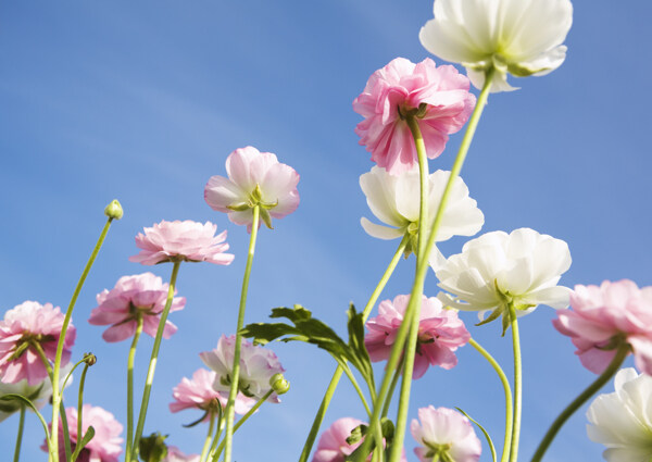 花朵里的藍(lán)天
