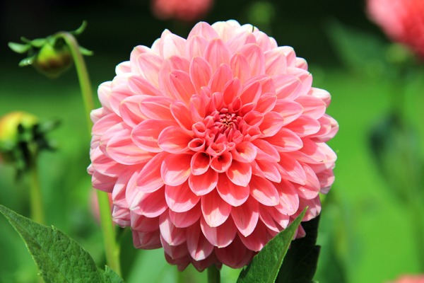 花圖片