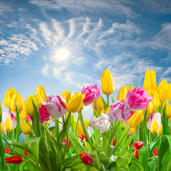 蓝天白云下的郁金香花图片