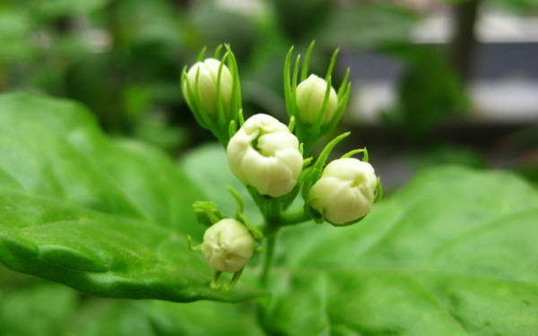 位圖植物花朵寫實(shí)花卉野花免費(fèi)素材