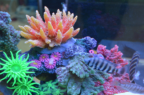魚海底魚熱帶魚圖片