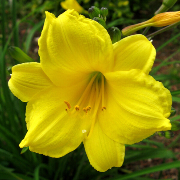 位圖植物攝影寫(xiě)實(shí)花卉花朵數(shù)碼照片免費(fèi)素材
