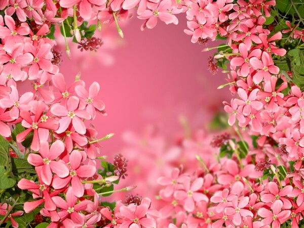 紅色花組合