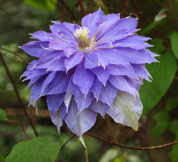 位圖植物攝影寫實(shí)花卉花朵數(shù)碼照片免費(fèi)素材