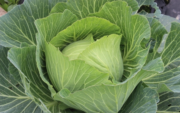 大白菜