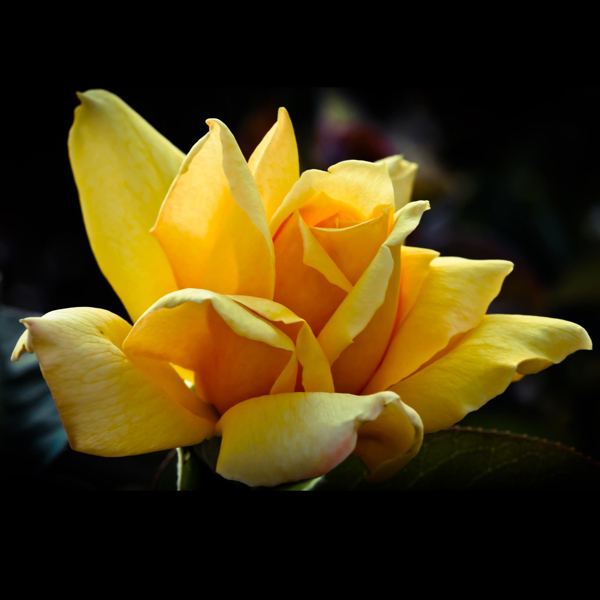 位圖植物攝影寫(xiě)實(shí)花卉花朵玫瑰免費(fèi)素材