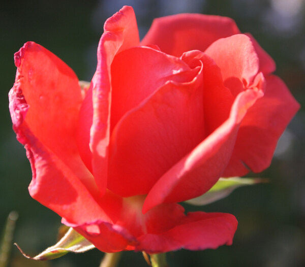位圖植物攝影寫(xiě)實(shí)花卉花朵數(shù)碼照片免費(fèi)素材