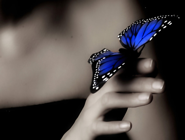 蓝色蝴蝶图片