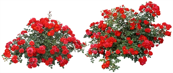創(chuàng)意真花