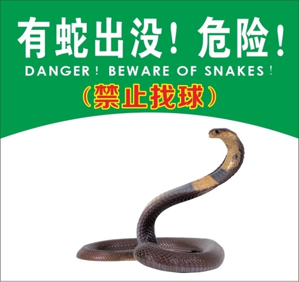 有蛇出沒危險(xiǎn)圖片