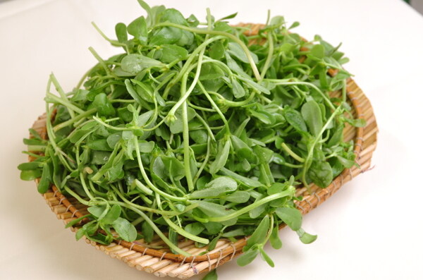 蔬菜圖片